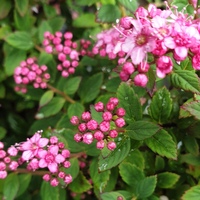 Spiraea japonica 'Odessa'